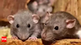 Rats bite sleeping students at hostel | India News - Times of India
