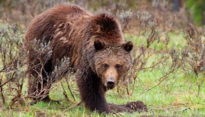 Shaking hiker films scarily close encounter with grizzly bear