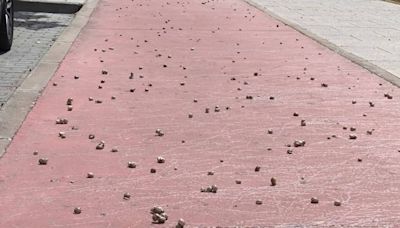 Los caracoles "invaden" la Vega Baja de Toledo: esta es la curiosa estampa en uno de los carriles bici