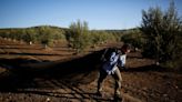 Spanish farmers fear olive oil output could plunge a third