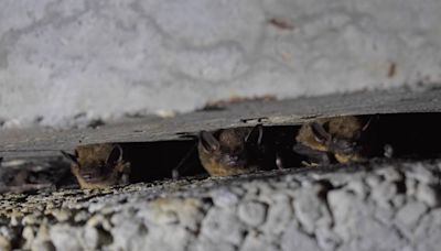 Nationally, bats are in trouble. Can South Mississippi help save the mosquito-eaters?