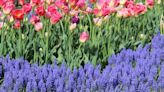 Putnam County’s master gardener plant sale blooms - Mid Hudson News