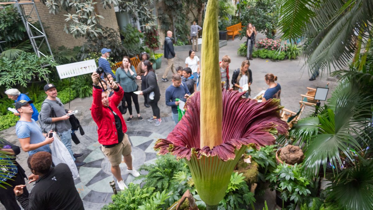 Corpse flower blooms at the US Botanic Garden, which will stay open late on Monday