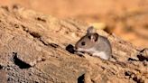 Two People in New Mexico Have Died From Hantavirus This Year