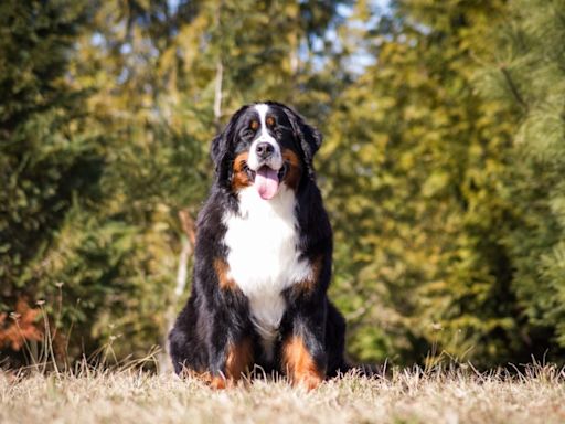 Bernese Mountain Dog Embarks on Sublime Horse Hiking Adventure in California