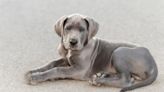 Great Dane Puppies: Cute Pictures and Facts