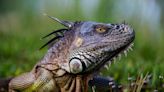 'Chicken of the trees.' Do I need a license to shoot iguanas in Florida?