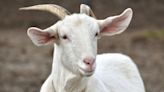 Italian island overrun by goats is offering them free to anyone who can catch them