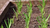 When should I plant garlic? This is when experts get it in the ground for spring harvests