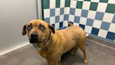 Animal Welfare Dog of the Week 5/23/24 - Helen | 94 Rock | The Morning Show with Swami, Skyler and Mahoney
