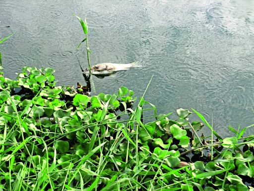 Pollution board flags 82 lakes with severe pollution