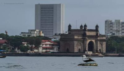 Exploring Mumbai's Monsoon Magic: Mumbai birders find rare birds amid rains