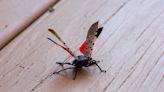 Spotted lanternflies return to Beaver County, residents encouraged to avoid home remedies