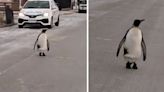 Video: en medio de la ola polar, un pingüino sorprendió a una vecina que transitaba por las calles de Río Grande | Sociedad