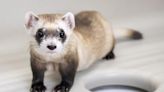 Scientists Clone Endangered Ferrets