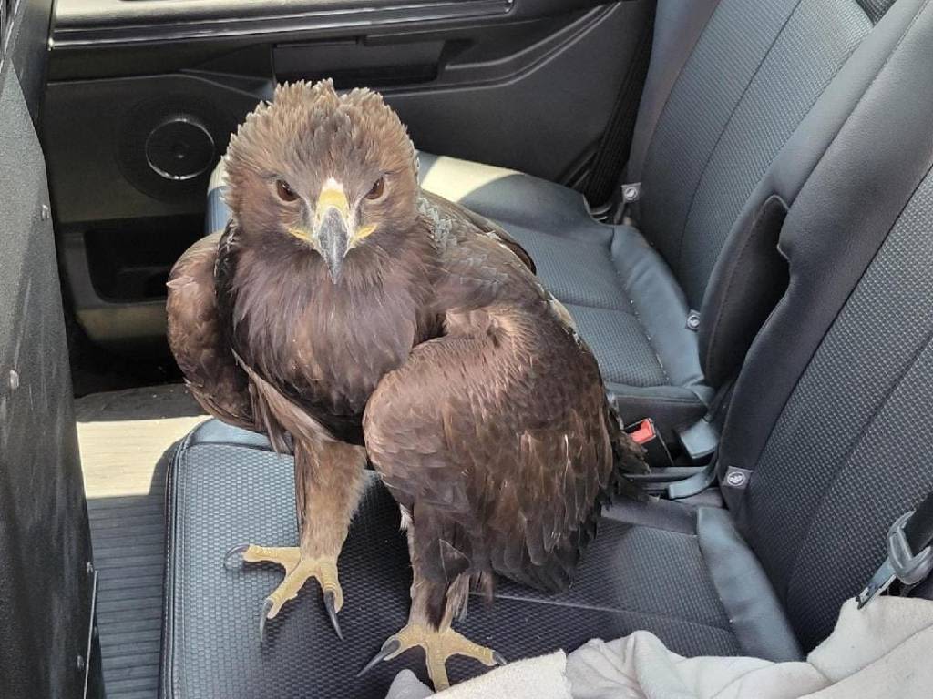 Police sergeant rescues young eagle from under patrol vehicle