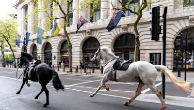 What happened to London runaway horses that bolted through the city?