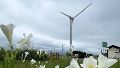 苗栗後龍野百合大爆發 好望角、百年隧道成打卡熱點