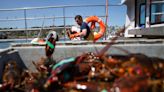 What Sustainable Seafood Activists Get Wrong About Maine's Lobsters