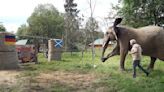 With a big kick, Bubi the elephant oracle predicts Germany to win Euro 2024 opener