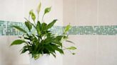 How Often and How Much to Water Your Peace Lily
