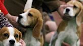 Virginia dog breeder ordered to pay record $35M fine after 4K beagles rescued