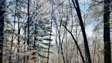 Column: Owen-Putnam State Forest logging endangers plants, animals and our planet