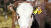 Un « cas isolé » de vache folle détecté dans une ferme en Écosse