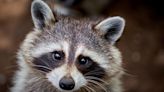 SEE IT: Raccoon rescued after getting trapped head-first in roof