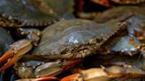 Bad year for crabs can still be a good year for Chesapeake Bay | COMMENTARY