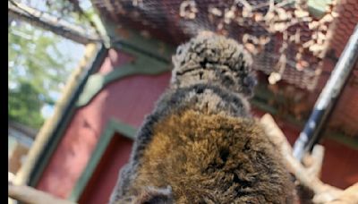 Endangered Baby Mongoose Lemur Just Arrived at California Zoo
