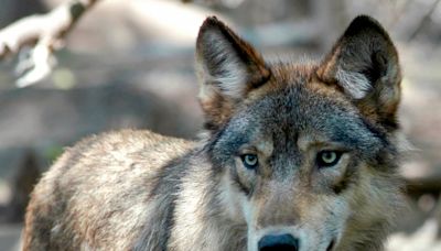 First Colorado gray wolf pup spotted in Grand County