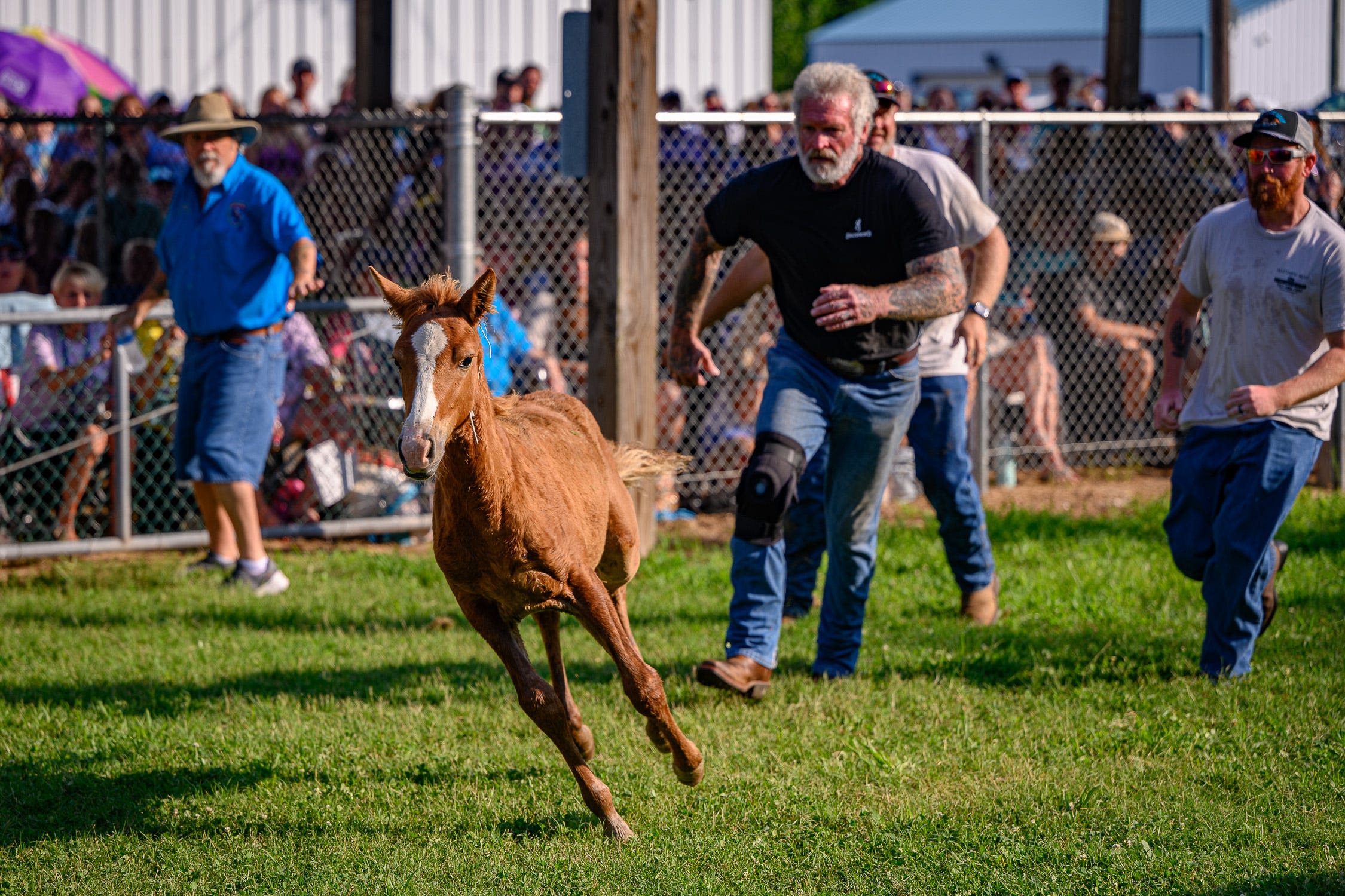 Chincoteague Pony Auction 2024: Watch along live as big dreams come true