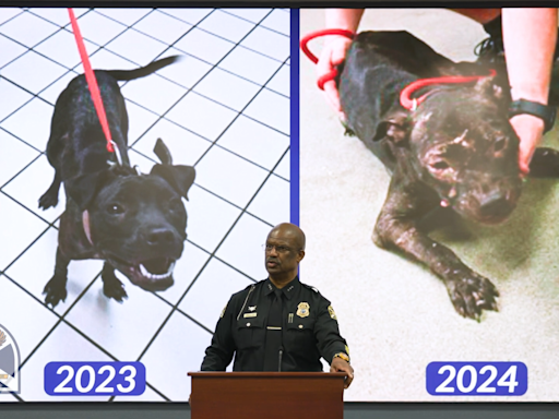 Battle-scarred pups rescued as 100-strong Florida dog fighting ring busted