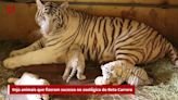 De leoa Clara a tigres brancos: os animais que fizeram sucesso antes de zoológico do Beto Carrero fechar