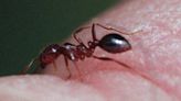 Fire ants are an invasive nuisance in NC. How to keep them at bay and treat bites, stings