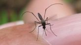 West Nile Virus spike: Protect yourself from mosquitoes!