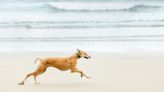 How Fast Can Dogs Run? Some Are Quite Zippy!