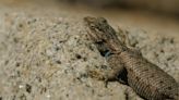 Too hot for a lizard? Climate change quickens extinction