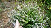 Mint family member a pollinator and nice ornamental | Mystery Plant