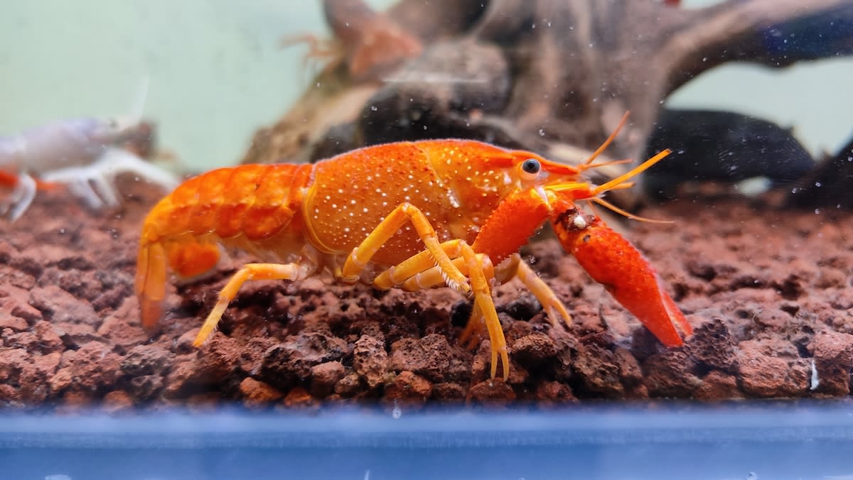 Rare Orange Lobster Mama in Maine Is Hatching Rare Orange Babies