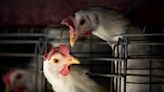 México: anuncian la primera muerte de una persona infectada por gripe aviar