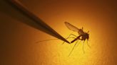 San Diego County starts annual mosquito larvicide drops as insect season arrives