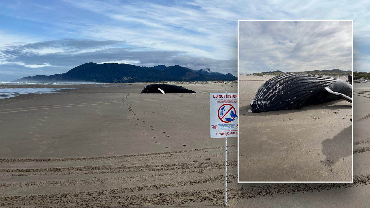 Massive humpback whale mysteriously washes up on beach