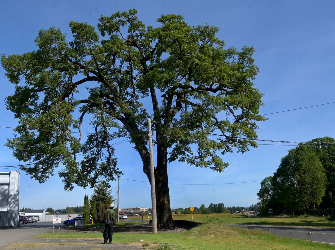 Thurston judge issues temporary order preventing Tumwater from cutting down 400-year-old tree
