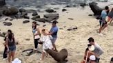 Furious sea lions chase tourists out of famous San Diego cove