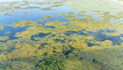 California alerts residents to health risks of toxic algal blooms as weather heats up