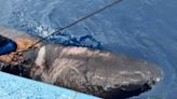 Arctic shark turns up off Central America. Why was it nearly 3,500 miles from home?