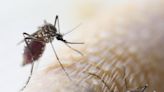 86% of chikungunya patients in Spanish cohort report months of debilitating joint pain
