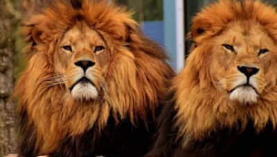 Three-legged Lion, His Brother Set Record With 1 Km Swim Across Uganda's Kazinga Channel - News18